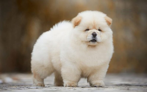 Chow Chow Puppies, Chow Chow Puppies