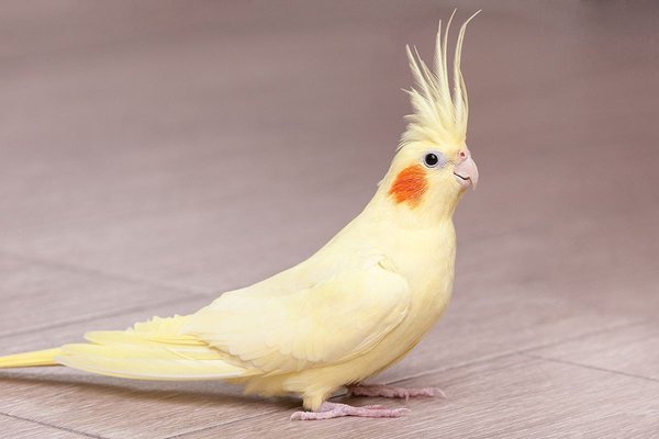Cockatiel, Cockatiel