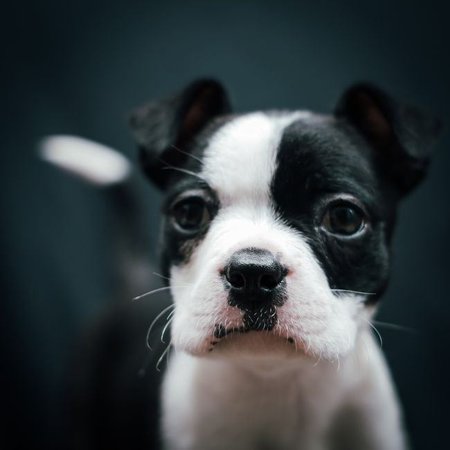 Boston Terrier Puppy, Boston Terrier Puppy