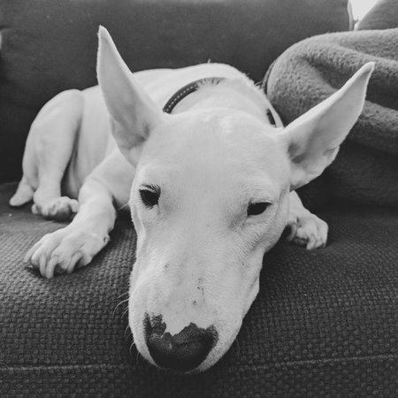 Bull Terrier Puppy, Bull Terrier Puppy