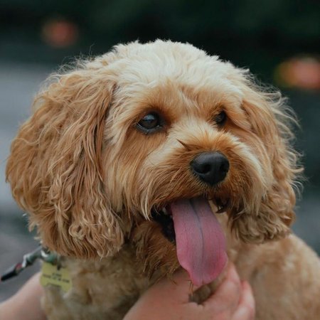 Cockapoo Puppy, Cockapoo Puppy