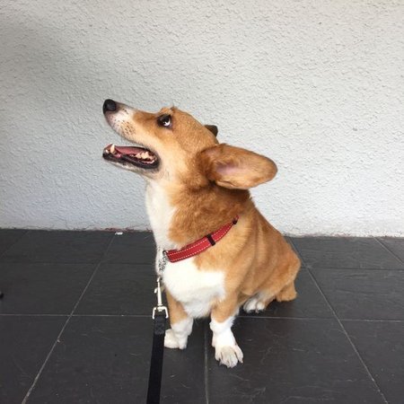 Corgi Puppy, Corgi Puppy