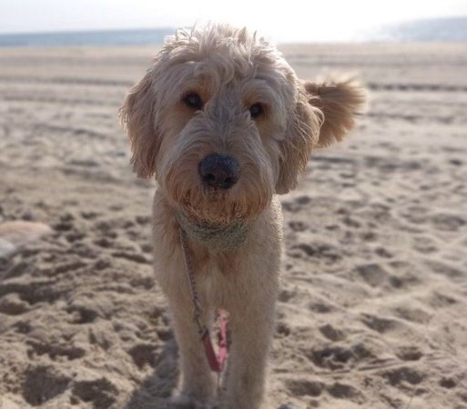 Doodle Puppy, Doodle