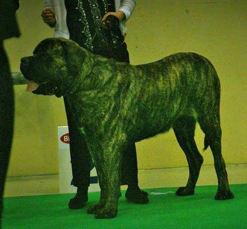 English Mastiff Puppy, English Mastiff Puppy