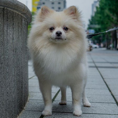 German Spitz Puppy, German Spitz Puppy