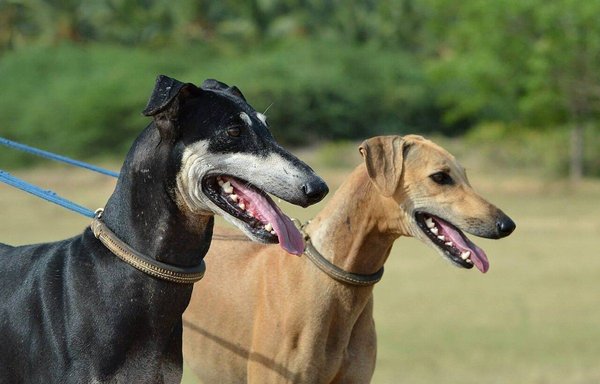 Kanni Puppy, Kanni