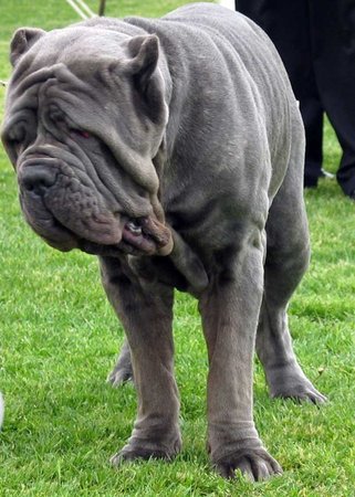 Neapolitan Mastiff Puppy, Neapolitan Mastiff