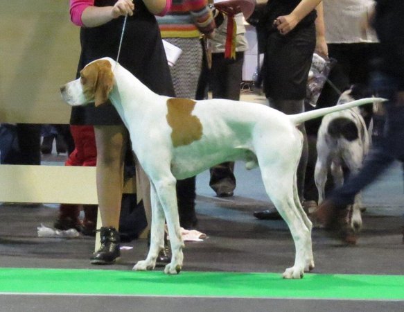Pointer Puppy, Pointer Puppy