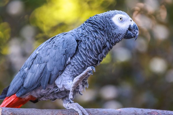 African Grey Parrot, African Grey Parrot