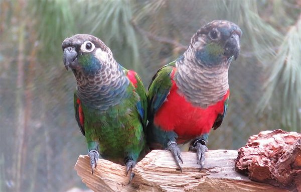 Crimson Bellied Conure, Crimson Bellied Conure