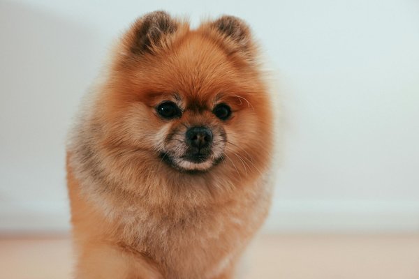 Culture Pom Puppy, Culture Pom Puppy