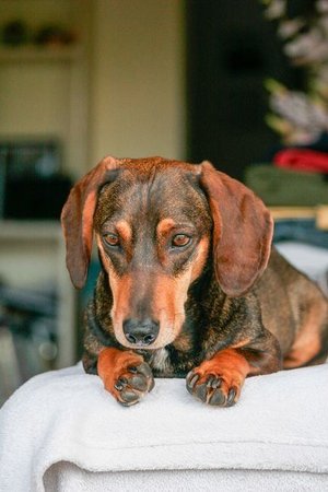 Dachshund Puppy, Dachshund Puppy