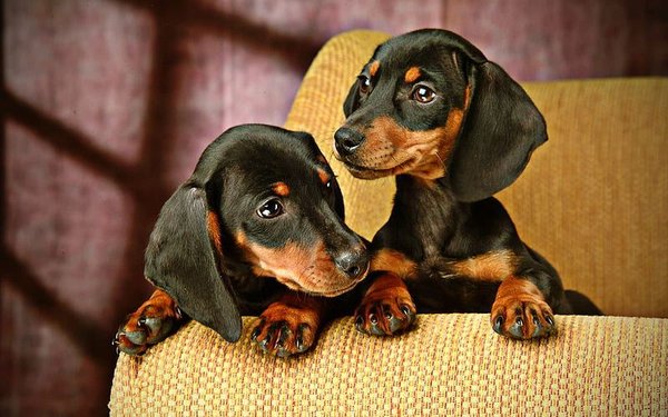 Dachshund Puppy, Dachshund Puppy