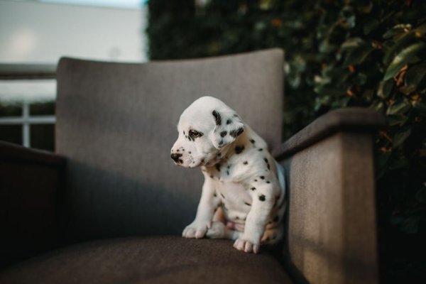 Dalmatian Puppy, Dalmatian Puppy