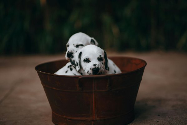 Dalmatian Puppy, Dalmatian Puppy