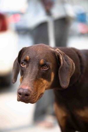 Doberman Pinscher Puppy, Doberman Pinscher Puppy