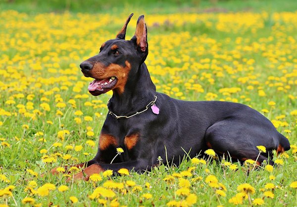 Doberman Pinscher Puppy, Doberman Pinscher Puppy