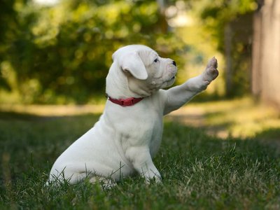 Dogo Argentino Puppy