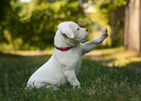 Dogo Argentino Puppy, Dogo Argentino Puppy