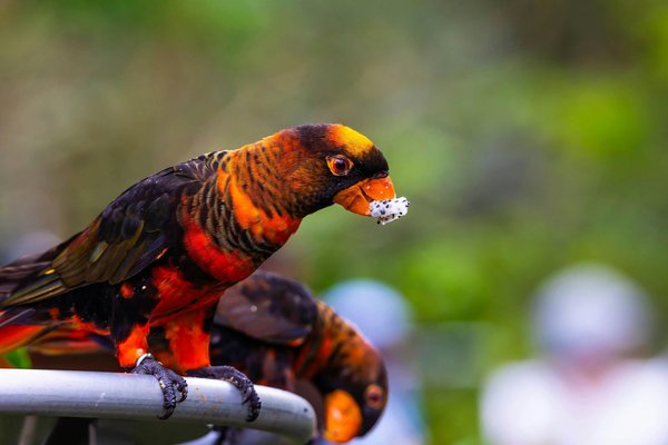 Dusky Lorikeet, Dusky Lorikeet