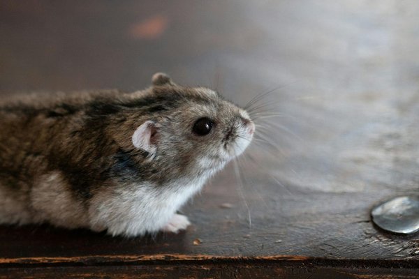 Dwarf Hamster Babies, Dwarf Hamster Babies