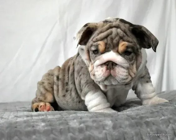 English Bull Dog Puppy, English Bull Dog Puppy