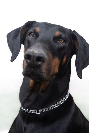 European Doberman Puppy, European Doberman Puppy