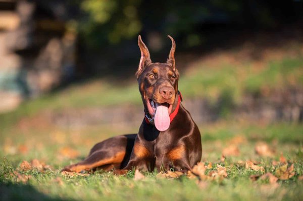 European Doberman Puppy, European Doberman Puppy