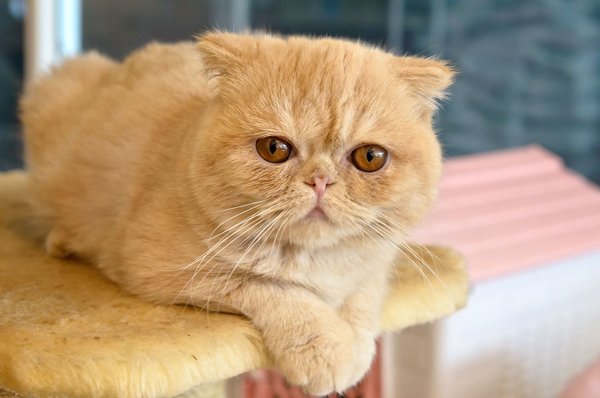 Exotic Short Hair Kitten, Exotic Short Hair Kitten