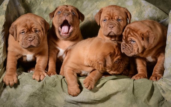 French Mastiff Puppy, French Mastiff Puppy