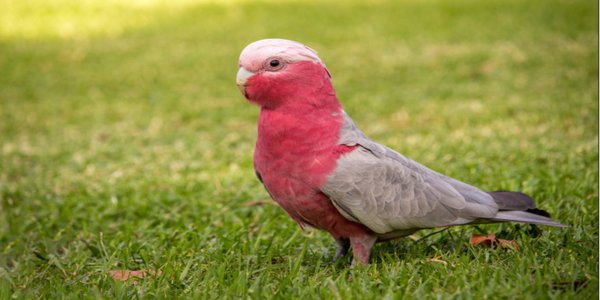 Gallah Cockatoo, Gallah Cockatoo