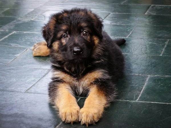 German Shepherd, German Shepherd Puppy