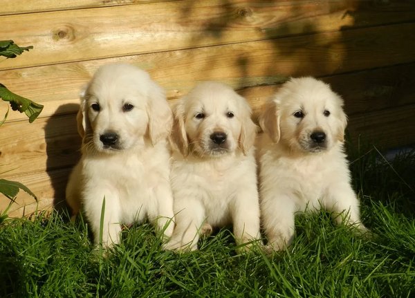 Golden Retriever Puppy, Golden Retriever Puppy