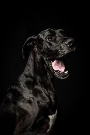 Great Dane Puppy, Great Dane Puppy
