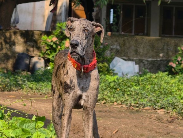 Great Dane Puppy, Great Dane Puppy