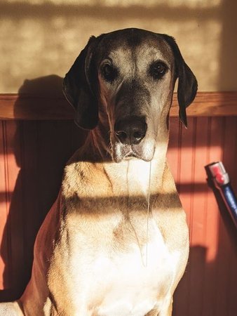 Great Dane Puppy, Great Dane Puppy