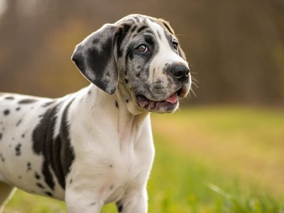 Great Dane Puppy