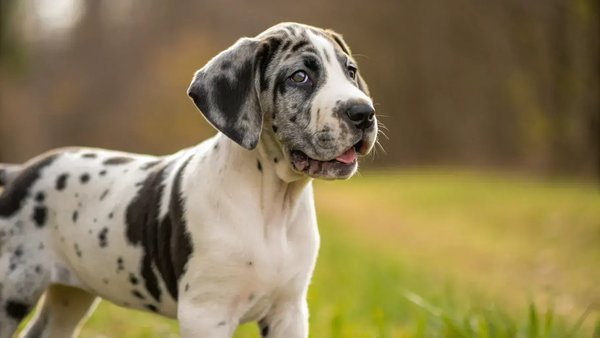 Great Dane Puppy, Great Dane Puppy