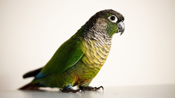 Green Cheek Conure, Green Cheek Conure