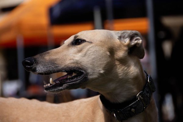 Greyhound Puppy, Greyhound Puppy