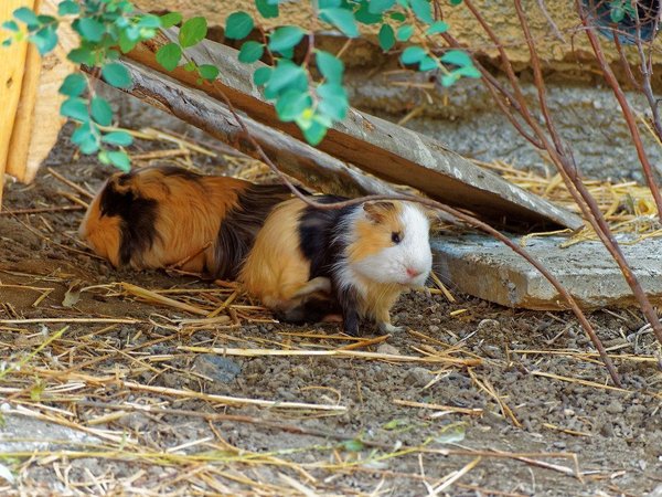 Guinea Pig Babies, Guinea Pig Babies
