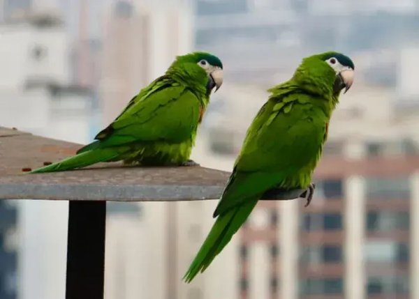 Hahn's Macaw, Hahn's Macaw