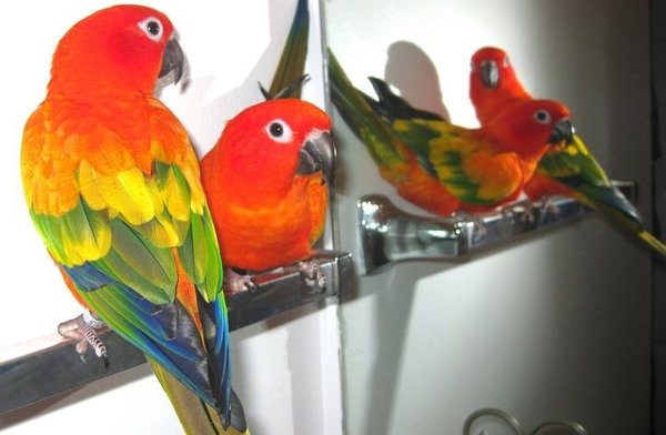 Hyper Red Sun Conure, Hyper Red Sun Conure