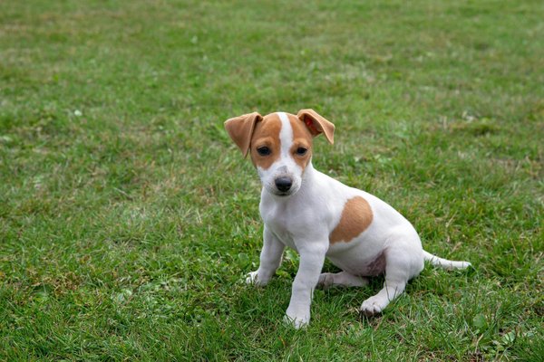 Jack Russell Terrier Puppy, Jack Russell Terrier Puppy