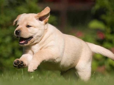 Labrador Retriever Puppy