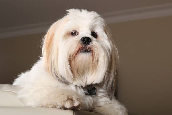 Lhasa Apso Puppies, Lhasa Apso Puppies