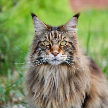 Maine Coon Kitten, Maine Coon Kitten