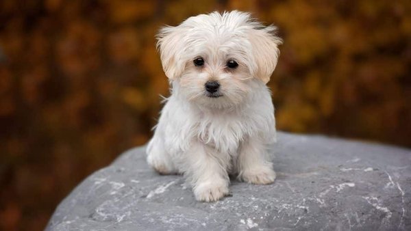 Maltese Puppy, Maltese Puppy