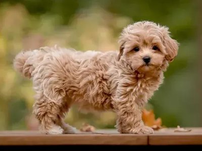 Maltipoo Puppy
