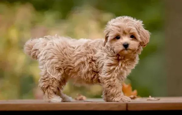 Maltipoo Puppy, Maltipoo Puppy